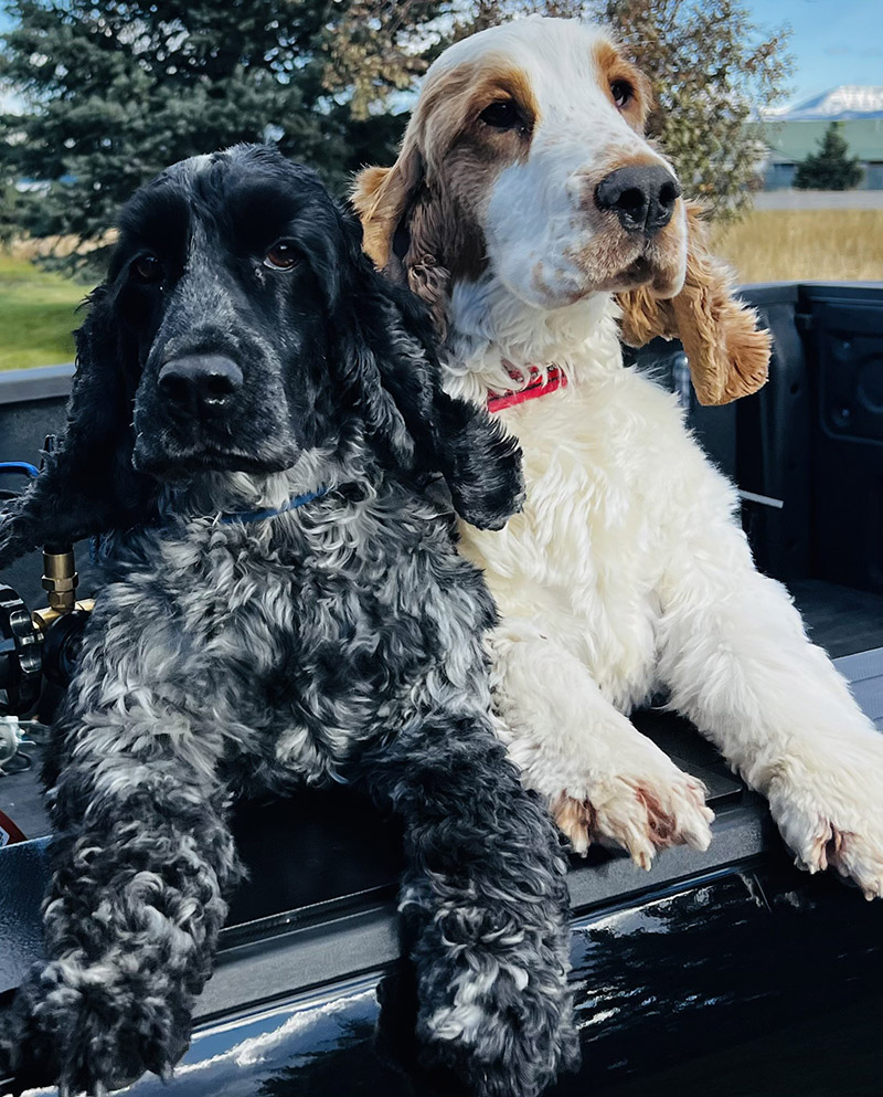 Endeavor Ballooning Team Dogs Albert And Charlie Endeavor Ballooning Team Dogs Albert And Charlie